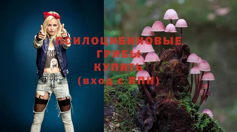 где купить   Зубцов  Псилоцибиновые грибы MAGIC MUSHROOMS 